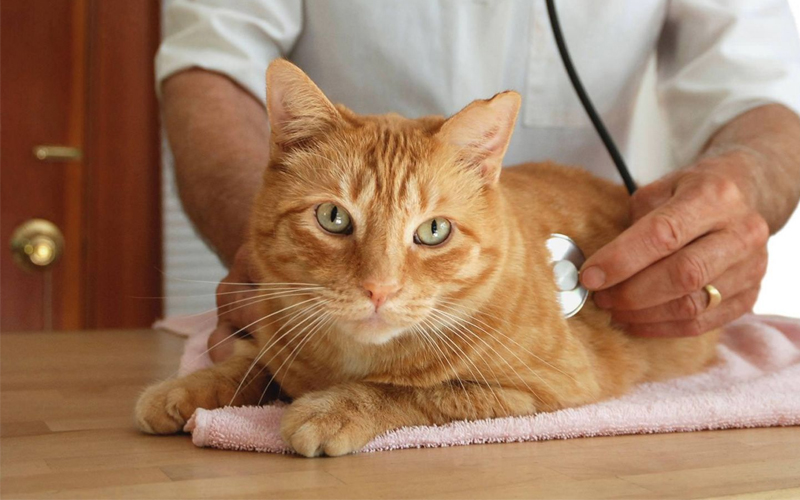 Bệnh táo bón ở mèo và cách chữa trị hiệu quả