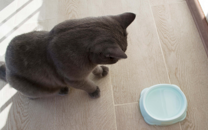 Mèo có thể nhịn ăn uống và đi vệ sinh trong bao lâu?