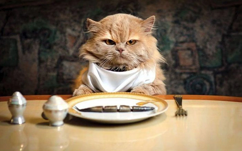 Mèo có thể nhịn ăn uống trong bao lâu?
