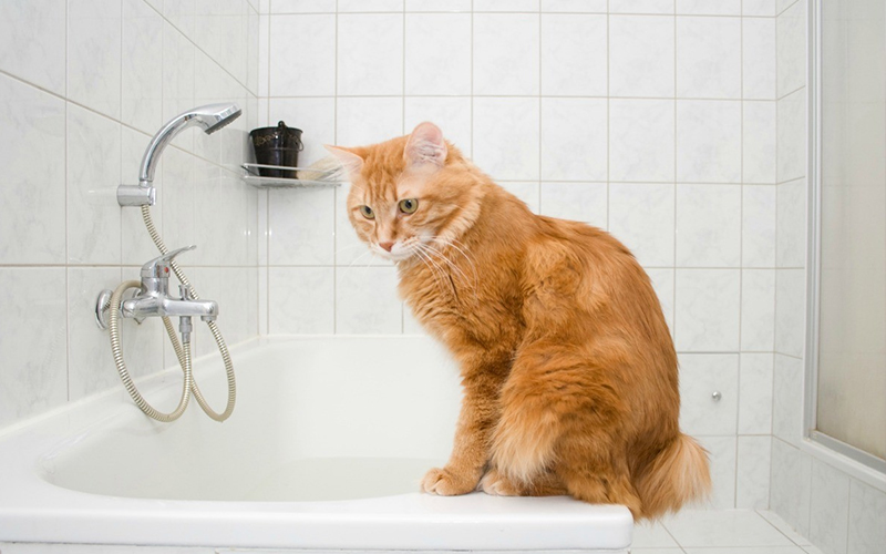mèo có thể nhịn vệ sinh trong lâu