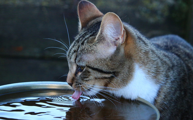 mèo nhịn uống trong bao lâu