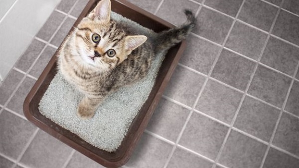 Cách kích thích mèo đi vệ sinh đúng giờ